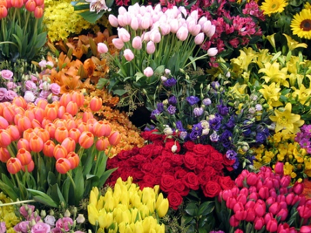 mellbourne-internatioanl-flower-and-garden-show